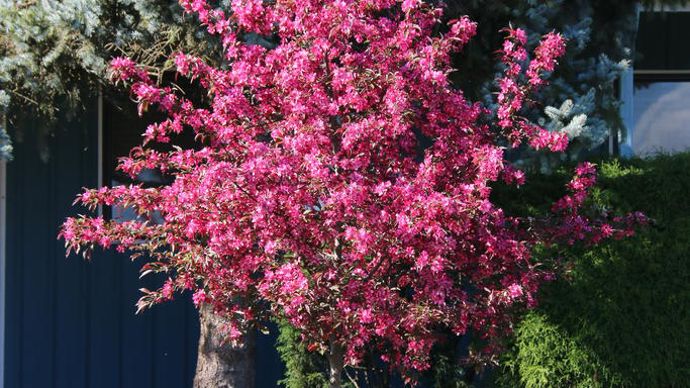 Malus Royal Raindrops.