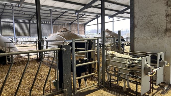 Après 15 jours à 3 semaines en case individuelle, les génisses passent en case collective avec distribution du lait au DAL.