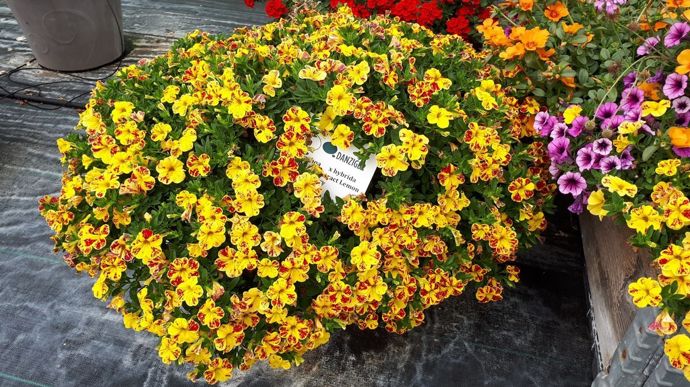 Calibrachoa x hybrida EYECONIC TM 'Lia Abstract' Lemon Cherry.