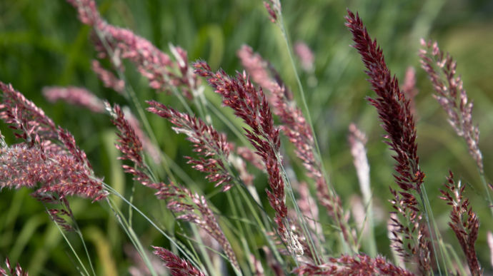 Mellinis nerviglumis 'Savannah'.