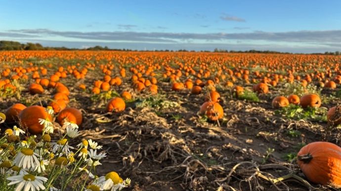 L'agriculteur produit 150 hectares de citrouilles. 2,7 millions sont vendus chaque année avec les autres variétés de citrouilles.
