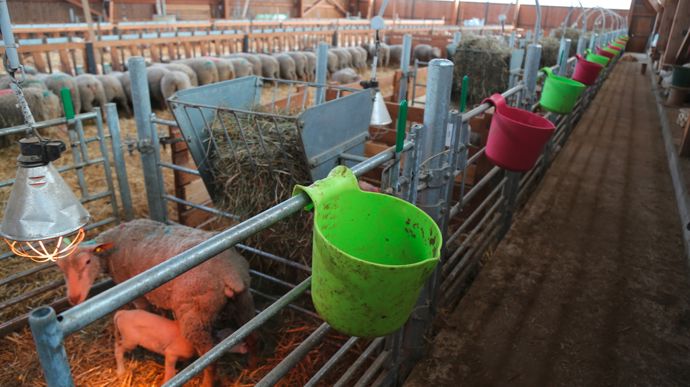 Les cases d'agnelage sont accessibles par le couloir de circulation situé contre le long pan. A l'opposé, une autre barrière permet d'accéder à l'aire paillée.