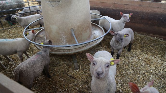 Les nourrisseurs des agneaux sont approvisionnés automatiquement depuis les silos extérieurs grâce à des vis à grains.