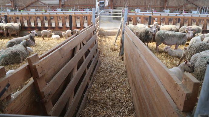 Un couloir perpendiculaire à l'allée d'alimentation facilite la circulation et la surveillance des animaux.