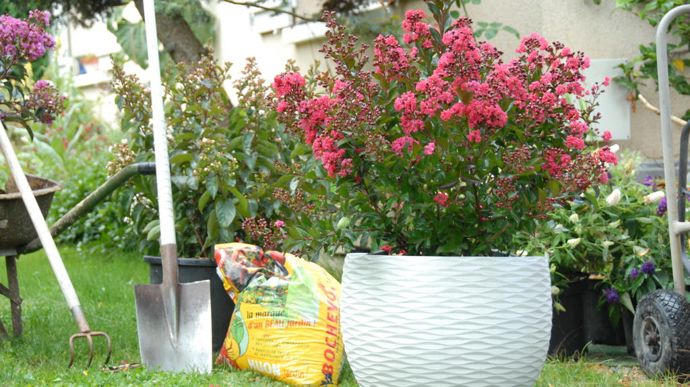 Lagerstroemia 'Piilag B5' Enduring Red.