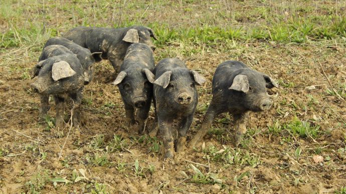 Les porcs noirs sont élevés en plein air dans des parcelles.