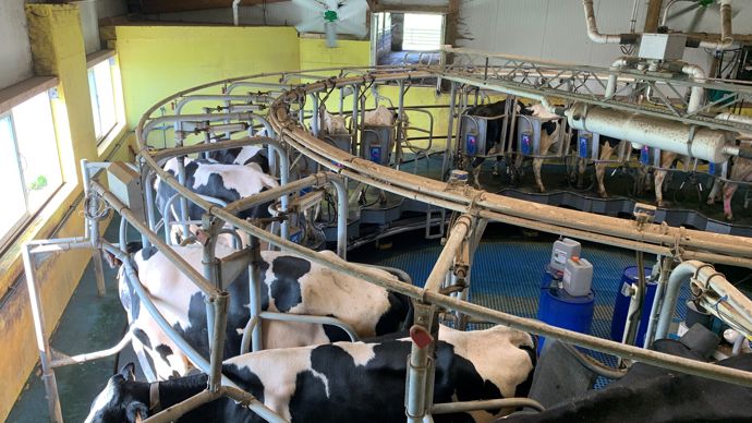 DEUX VENTILATEURS EN SALLE DE TRAITE. Le bloc de traite héberge un «?roto?» de 20 places en traite intérieure. La toiture isolée ne suffit pas à le protéger des fortes températures estivales car trois fenêtres coulissantes exposées ouest le réchauffent l’été. Deux ventilateurs à flux horizontal de 2 m de diamètre au-dessus des vaches créent un courant d’air sur leur dos, tout en chassant les mouches et apportant plus de confort aux deux trayeurs.