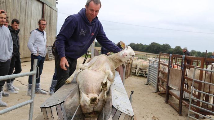 Le convoyeur acheté d'occasion à l'abattoir permet d'intervenir de tailler les pieds des brebis.