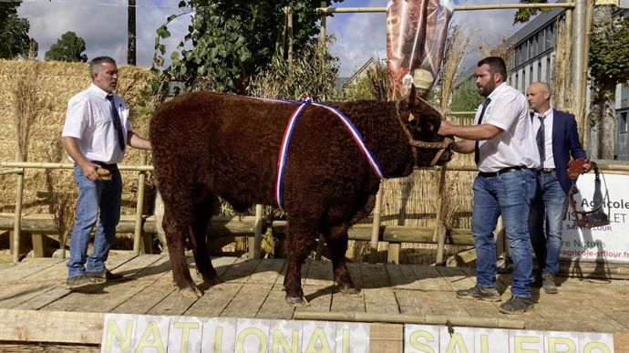 Trésor, Super bourret, appartient au Gaec des Mouleyres (Cantal).
