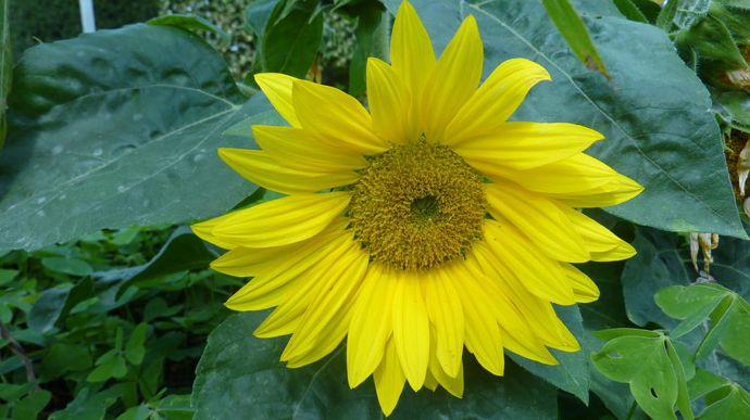 Helianthus annuus 'Suntastic’ Yellow, de Suttons, tournesol nain  très précoce en floraison.
