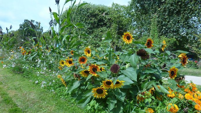 Helianthus annuus 'Tiger Eye', de Burpee, tournesol nain à la fleur bicolore.