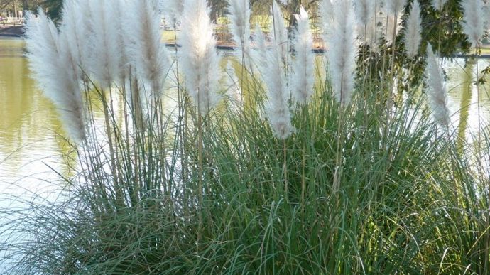 Photo 8 - Herbe de la Pampa Cortaderia selloana