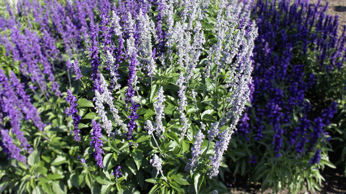 "Salvia" 'Mystic Spires’ Sky Blue (Florensis), élue AGM 2023.