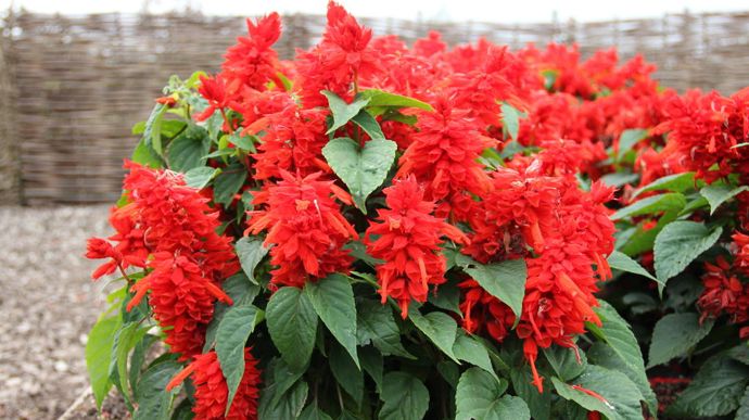"Salvia splendens" ‘Red Hill’ (Hem Genetics), élue AGM 2023.