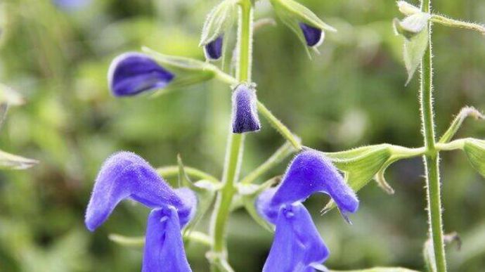 "Salvia patens" (Bertrand/Econ Seeds), AGM confirmé.