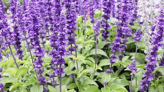 "Salvia" 'Mystic Spires’ Blue (Florensis), élue AGM 2023.