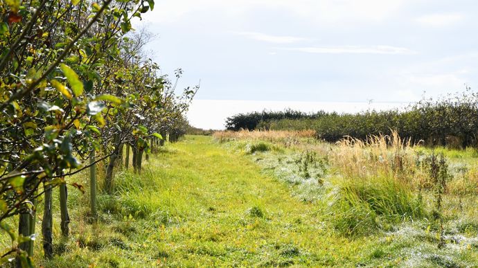 Le verger jouxte la mer, offrant une vue plongeante depuis la maison.