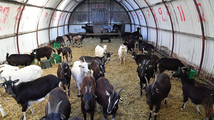 50 jeunes chèvres rejoindront le troupeau pour répondre à la demande.