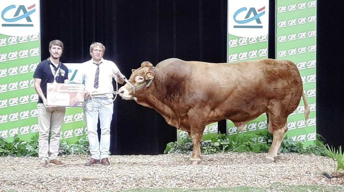 Pouf décroche le prix de meilleur mâle adulte pour les prix de synthèse de qualités bouchères.