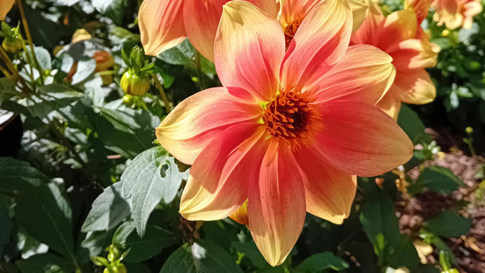 Dahlia x ‘Peachy’ : 2e prix des dahlias nains, création d’Ernest Turc.