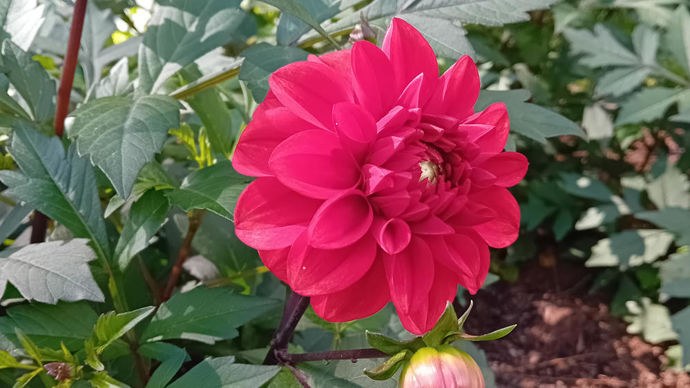 Dahlia x ‘Red Maheco’ : 3e prix des dahlias nains, créé par Laurent Largant (amateur français).