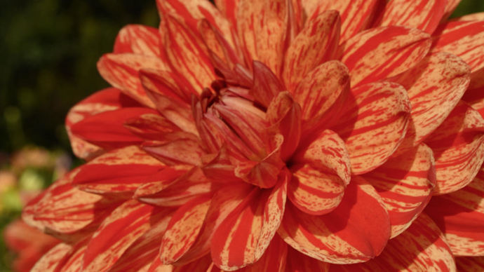 Dahlia ‘Néo’ : 1er prix du public, obtention E. Turc, très florifère.