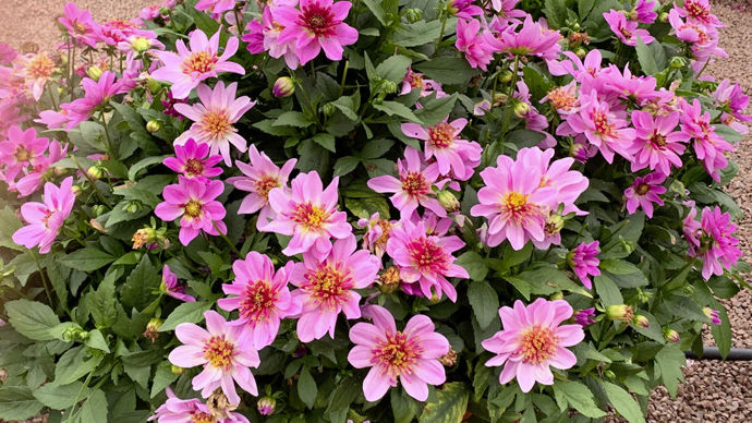 Dahlia Dalina® ‘Maxi Starburst’ Pink, proposé par Florensis, commercialisé par Voltz horticulture.