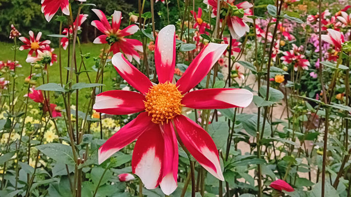Dahlia x ‘Windmill’ : 2e prix du public, grand dahlia proposé par Verver export (Pays-Bas).