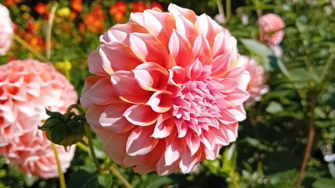 Dahlia x ‘Peaches’ : 3e prix du public, un décoratif biocolore fourni par Fred de Meulder (Pays-Bas), en sphère parfaite.