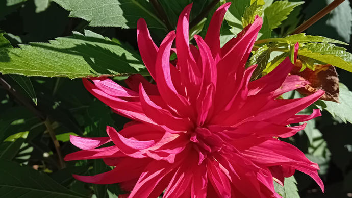 Dahlia x ‘Akihiko’ : prix des amateurs, dahlia étoilé de Seishu Miyabuchi.