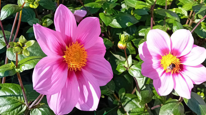 Dahlia x ‘Bonbon Voltz’ : 1er prix des grands dahlias, obtention du campus Métiers Nature de Coutances, à grosses fleurs aux multiples qualités.