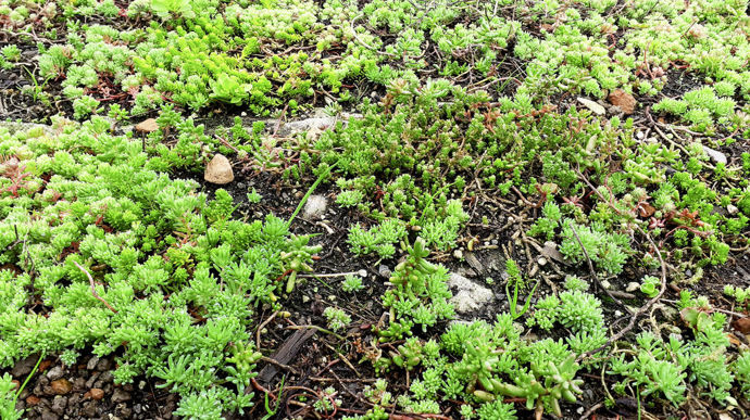 Certains toits sont couverts essentiellement de Sedum...