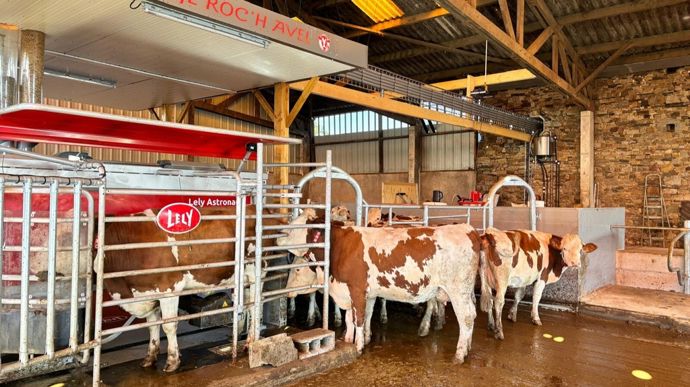 Au bout d'un mois, les vaches allaient au robot de manière autonome.