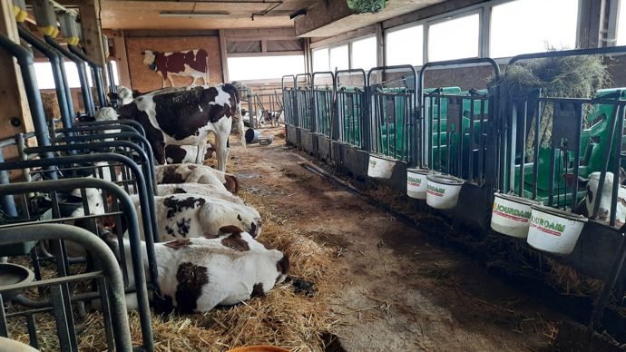 Les veaux sont logés dans des cases individuelles puis dans des box collectifs entre deux et six mois. Ensuite, les génisses sont à l'attache l'hiver.