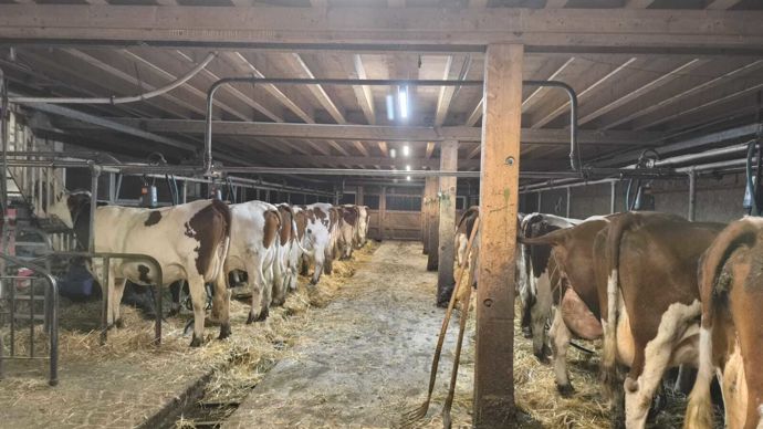 L'aire de couchage est bétonnée sans logette. Elle est profonde de 2,5 m, rainurée en forme de diamant pour éviter que les vaches glissent. Dessus sont apportés chaque jour l’hiver 1,5 kg à 2 kg de paille par vache. Les primipares disposent d’un emplacement de 1,15 m de large, les multipares de 1,25 m. Les déjections sont récupérées à l’arrière dans une rigole large de 50 cm.
