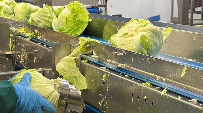 La découpe est optimisée par le savoir-faire des opérateurs de l'usine. Certaines variétés de salades sont plus adaptées à un parage mécanisé.