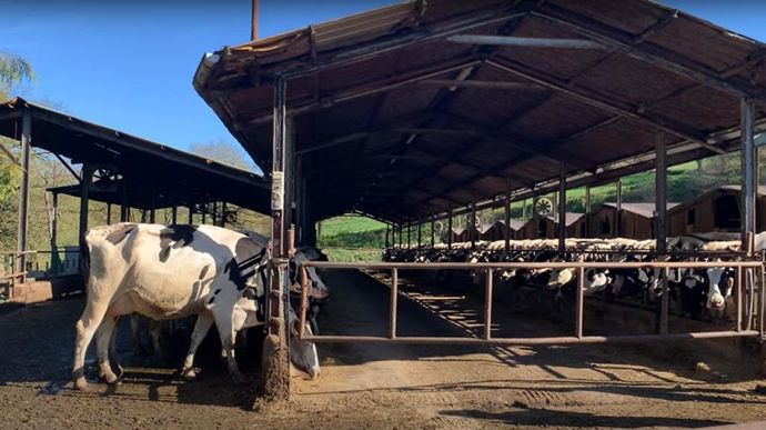 Sur la ferme de Behi-Alde en Espagne, trois bâtiments sont répartis sur un plateau de 300 ha pour héberger pas moins de 500 vaches laitières.