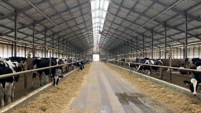 Sur la Kasz-Farm, les éleveurs ont mis en place un nouveau bâtiment pour valoriser pleinement le potentiel laitier de leurs Holsteins à forte valeur génétique.