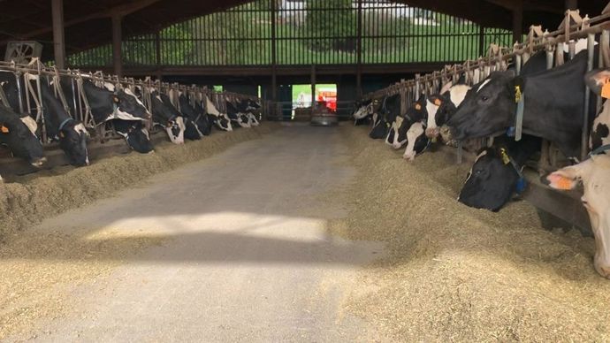 Avec 200 vaches laitières pour 50 ha de pâture, Vincente Arbisua est contraint d'acheter l'intégralité de la ration des vaches à la traite.