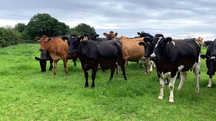 Andrew Purcell croise ses vaches pour avoir des animaux en adéquation aux besoins de son système.