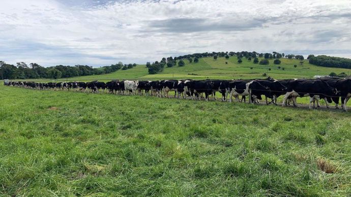 Sur l'Ile verte, tout est optimisé pour le pâturage, des mesures de pousse de l'herbe à la mise en place de chemins de pâturage.
