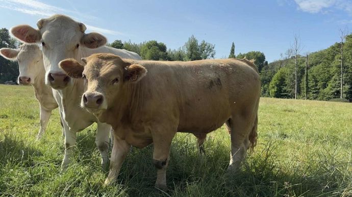 Les poids au sevrage sont comparables entre charolais et croisés. "Il y a peut-être quelques kilos de moins sur les croisés, mais il ne faut pas oublier que ce sont des veaux de génisses" note Alexis.