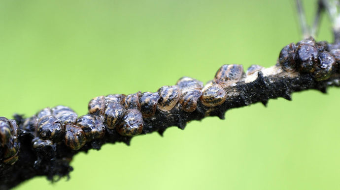 Cochenille-tortue du pin - femelles encroûtées sur rameau, à Rayol-Canadel-sur-Mer (83).