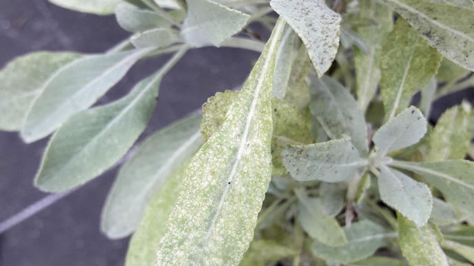 Piqûres foliaires de cicadelle des lamiacées sur sauge.