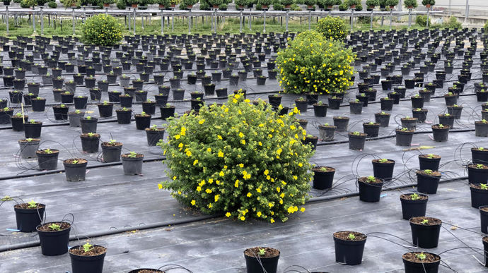 Utilisation de Potentilla fruticosa en PBI en culture de chrysanthèmes, à Longpont-sur-Orge (91).
