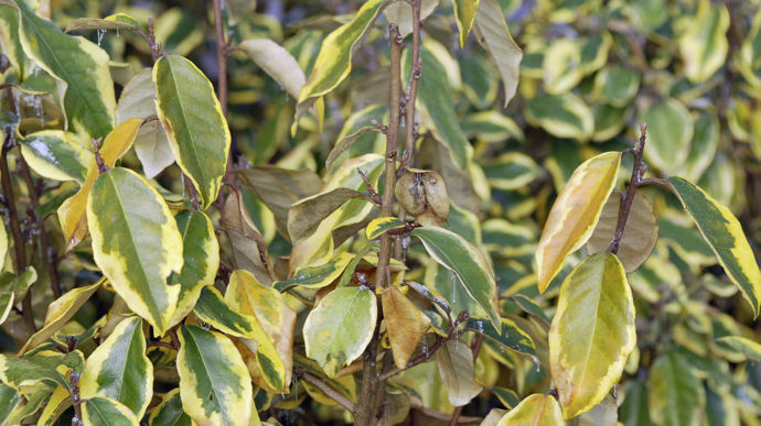 Psylle de l'Elaeagnus : décoloration et flétrissement du feuillage. Il est de mieux en mieux régulé par les auxiliaires.
