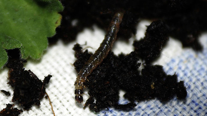 Pyrale sud-européenne des marais (Duponchelia fovealis), stade chenille.