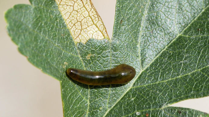 Tenthrède-limace Caliroa cerasi sur une feuille d'aubépine.