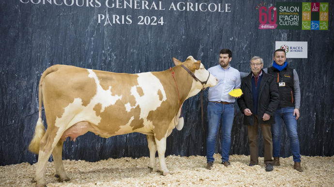 Praline, la championne jeune simmental, est une vache exceptionnelle, très puissante, avec un excellent système mammaire très bien soudé. Elle est très solide dans ses aplombs et dispose d'une excellente locomotion.