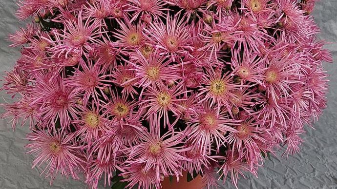 Chrysanthemum Nima®, var. Saumina, aux fleurs de type Spider, forme un cousin dense et souple de 60 à 65 cm.